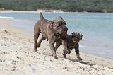 CANE CORSO 252